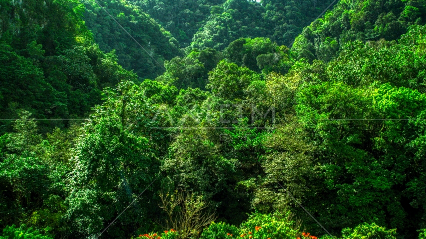 Dense jungle in the Karst Forest, Puerto Rico  Aerial Stock Photo AX101_057.0000247F | Axiom Images