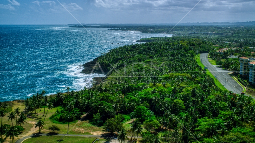 Palm trees and a road along the Caribbean island coast in Vega Alta, Puerto Rico  Aerial Stock Photo AX101_210.0000258F | Axiom Images