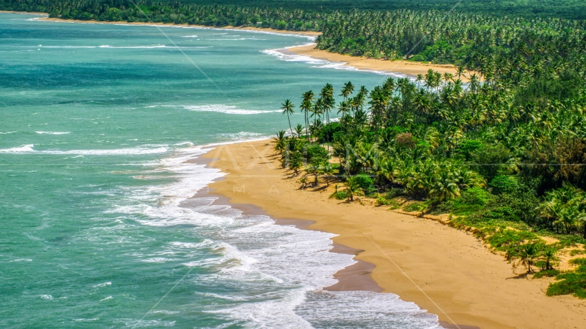 A couple walking a palm tree lined Caribbean beach with turquoise waters, Loiza, Puerto Rico  Aerial Stock Photo AX102_023.0000110F | Axiom Images