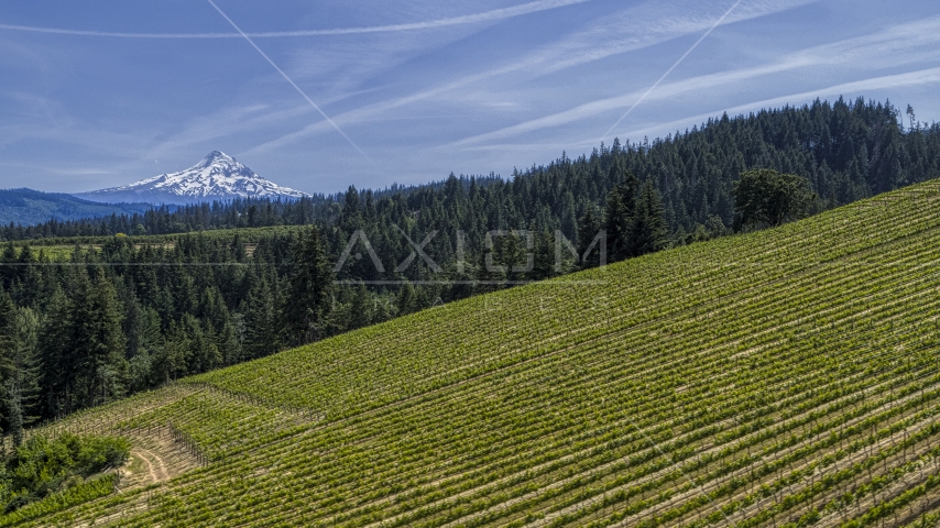 Mount Hood seen from hillside Phelps Creek Vineyards in Hood River, Oregon Aerial Stock Photo DXP001_009_0002 | Axiom Images