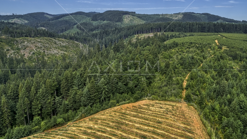 Evergreen forest near grapevines at a vineyard in Hood River, Oregon Aerial Stock Photo DXP001_015_0006 | Axiom Images