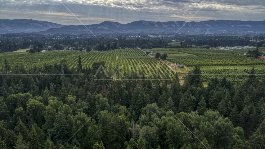 An orchard beyond evergreen trees in Hood River, Oregon Aerial Stock Photo DXP001_015_0008 | Axiom Images