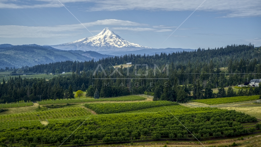 Orchard trees, evergreens, and snowy Mt Hood in the distance in Hood River, Oregon Aerial Stock Photo DXP001_015_0017 | Axiom Images