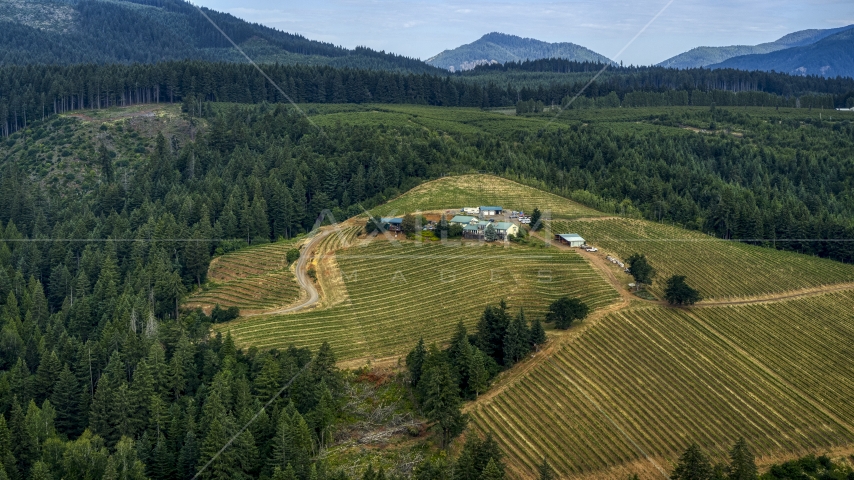 Phelps Creek Vineyards buildings and grapevines bordered by trees in Hood River, Oregon Aerial Stock Photo DXP001_015_0022 | Axiom Images