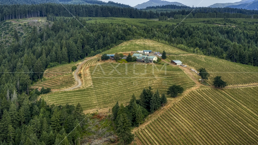 Grapevines at the Phelps Creek Vineyards bordered by trees in Hood River, Oregon Aerial Stock Photo DXP001_015_0023 | Axiom Images