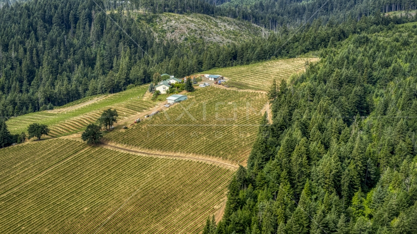 A hilltop covered with rows of grapevines by buildings at Phelps Creek Vineyards in Hood River, Oregon Aerial Stock Photo DXP001_016_0008 | Axiom Images