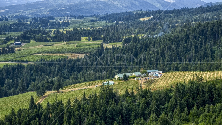 Phelps Creek Vineyards on a hilltop with a view of orchards in the distance, Hood River, Oregon Aerial Stock Photo DXP001_016_0011 | Axiom Images