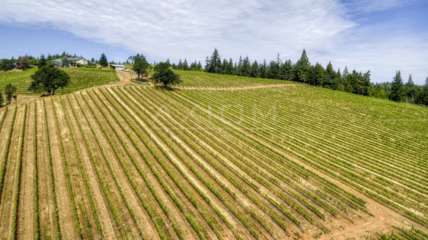 Neat rows of grapevines on a hill at the Phelps Creek Vineyards, Hood River, Oregon Aerial Stock Photo DXP001_016_0014 | Axiom Images