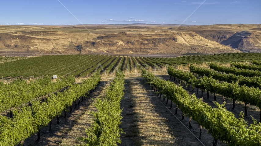 Rows of grapevines at the Maryhill Winery vineyard in Goldendale, Washington Aerial Stock Photo DXP001_019_0013 | Axiom Images