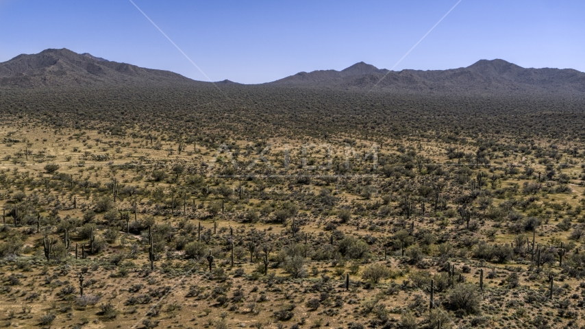 Cactus plants in the desert near arid mountains Aerial Stock Photo DXP002_141_0007 | Axiom Images