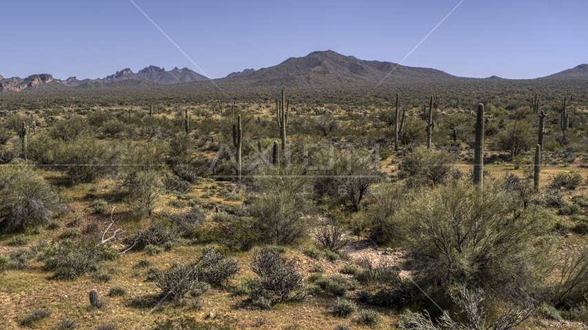 Desert vegetation and tall cactus plants Aerial Stock Photo DXP002_141_0011 | Axiom Images