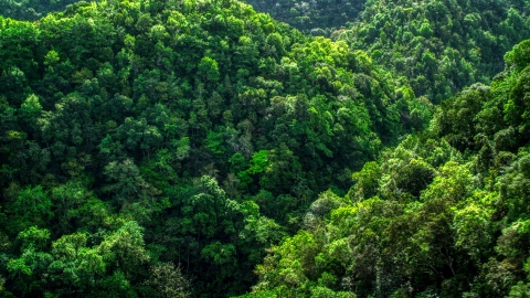 AX101_055.0000000F - Aerial stock photo of A view of the lush jungle and mountains in the Karst Forest, Puerto Rico 