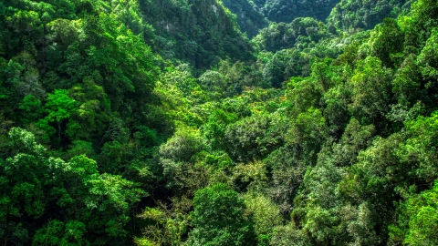 AX101_055.0000215F - Aerial stock photo of Dense jungle covering karst mountains in the Karst Forest, Puerto Rico 