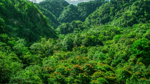 AX101_056.0000223F - Aerial stock photo of Dense jungle, Karst Forest, Puerto Rico 