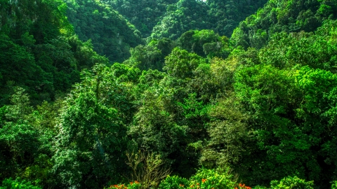 AX101_057.0000247F - Aerial stock photo of Dense jungle in the Karst Forest, Puerto Rico 