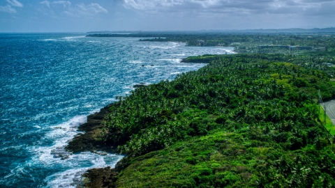 AX101_211.0000000F - Aerial stock photo of Palm tree covered coast and blue water, Vega Alta, Puerto Rico