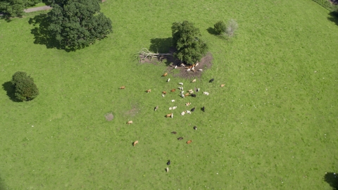 Cattle on a farm in Doune, Scotland Aerial Stock Photos | AX109_088.0000067F