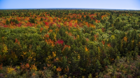 AX147_285.0000017 - Aerial stock photo of Colorful autumn trees in a forest, Biddeford, Maine