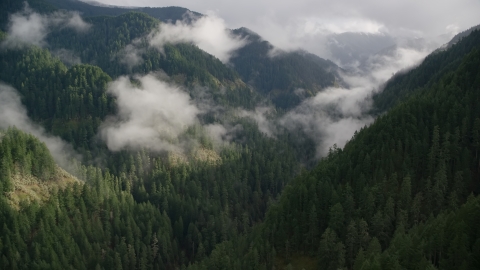 The Eagle Creek Trail through a canyon in the Cascade Range, Hood River County, Oregon Aerial Stock Photos | AX154_044.0000280F