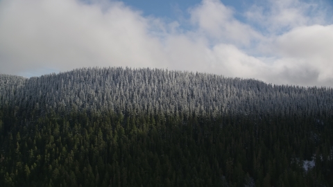 AX154_058.0000291F - Aerial stock photo of Snow line and snowy evergreen trees atop a mountain ridge, Cascade Range, Hood River County, Oregon