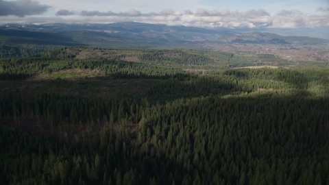 AX154_133.0000356F - Aerial stock photo of A forest trail through evergreens in the Cascade Range, Hood River Valley, Oregon