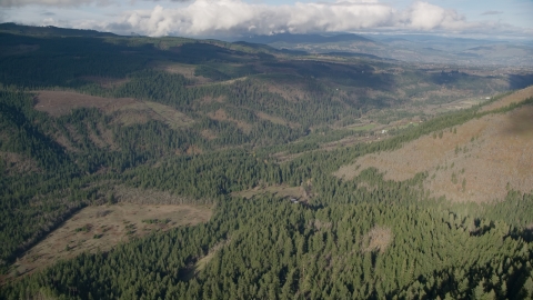 AX154_147.0000301F - Aerial stock photo of An evergreen forest clear cut area in Dee, Oregon