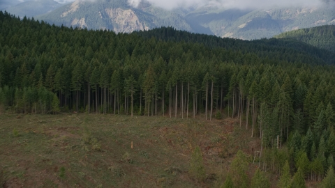 AX154_151.0000000F - Aerial stock photo of The edge of evergreen forest and a clear cut area in Hood River, Oregon