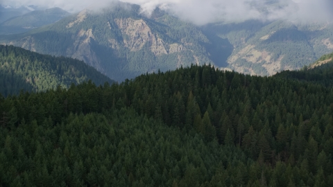 AX154_151.0000272F - Aerial stock photo of Evergreen forest and distant mountains, Hood River, Oregon