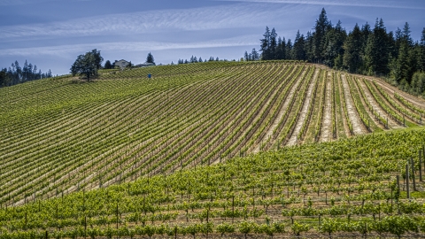 Rows of grapevines growing at a hillside vineyard in Hood River, Oregon Aerial Stock Photos | DXP001_009_0001