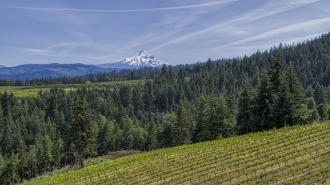 Snowy Mount Hood seen from hillside Phelps Creek Vineyards in Hood River, Oregon Aerial Stock Photos | DXP001_009_0003