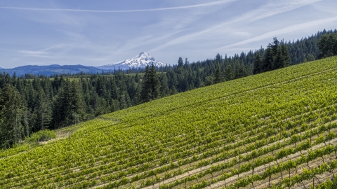 Mount Hood in the distance, seen from hillside Phelps Creek Vineyards in Hood River, Oregon Aerial Stock Photos | DXP001_009_0004