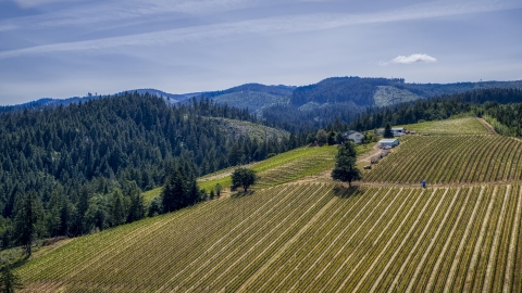 A view of grapevines on hillside Phelps Creek Vineyards in Hood River, Oregon Aerial Stock Photos | DXP001_009_0006