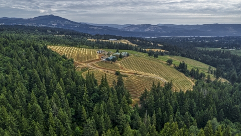 Rows of grapevines at a hillside vineyard in Hood River, Oregon Aerial Stock Photos | DXP001_015_0002