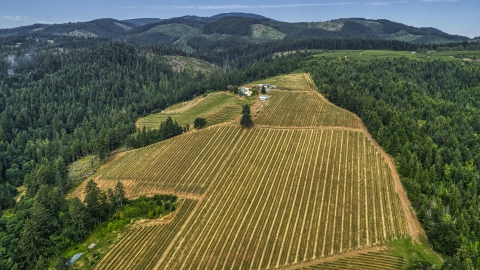 Rows of grapevines on a hillside at a vineyard in Hood River, Oregon Aerial Stock Photos | DXP001_015_0004