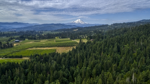 Mt Hood seen from orchards and evergreen forest in Hood River, Oregon Aerial Stock Photos | DXP001_015_0012