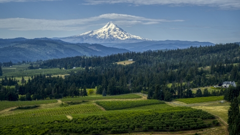 Orchards and evergreen trees with Mt Hood in the distance in Hood River, Oregon Aerial Stock Photos | DXP001_015_0014