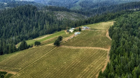 DXP001_015_0019 - Aerial stock photo of Phelps Creek Vineyards buildings and rows of grapevines in Hood River, Oregon