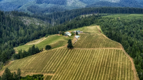 Phelps Creek Vineyards buildings surrounded by rows of grapevines in Hood River, Oregon Aerial Stock Photos | DXP001_015_0020