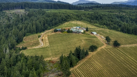 Grapevines at the Phelps Creek Vineyards bordered by trees in Hood River, Oregon Aerial Stock Photos | DXP001_015_0023