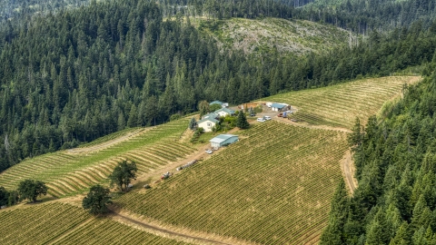 Phelps Creek Vineyards on a hilltop covered with grapevines in Hood River, Oregon Aerial Stock Photos | DXP001_016_0002