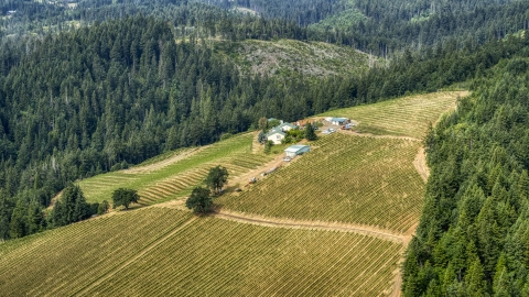 The Phelps Creek Vineyards on a hilltop covered with grapevine rows in Hood River, Oregon Aerial Stock Photos | DXP001_016_0003