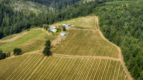 A hilltop covered with rows of grapevines surrounding buildings at Phelps Creek Vineyards in Hood River, Oregon Aerial Stock Photos | DXP001_016_0007