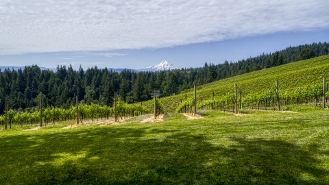 Neat rows of vines at the Phelps Creek Vineyards, Hood River, Oregon Aerial Stock Photos | DXP001_016_0013