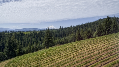 A vineyard on a hillside with view of Mt Hood, Hood River, Oregon Aerial Stock Photos | DXP001_017_0002