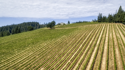 Grapevines with winery in the distance, Hood River, Oregon Aerial Stock Photos | DXP001_017_0005