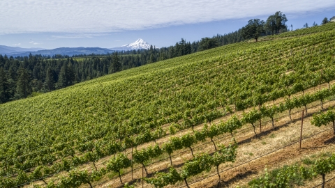 A hillside with rows of grapevines and a view of Mt Hood, Hood River, Oregon Aerial Stock Photos | DXP001_017_0006