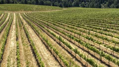 Long rows of grapevines on a hillside in Hood River, Oregon Aerial Stock Photos | DXP001_017_0008