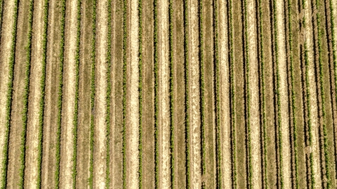 A bird's eye view of grapevines, Hood River, Oregon Aerial Stock Photos | DXP001_017_0009