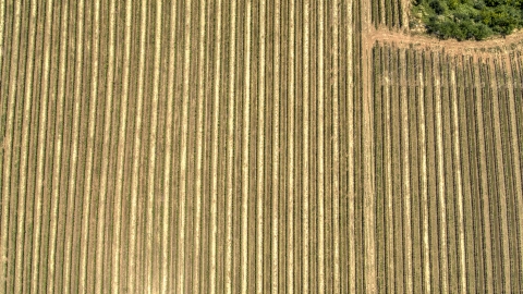 A bird's eye view of long rows of grapevines in Hood River, Oregon Aerial Stock Photos | DXP001_017_0010