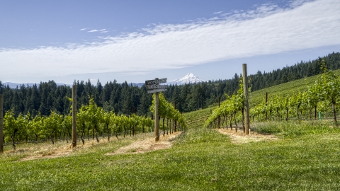 Rows of grapevines and a sign with a view of Mt Hood, Hood River, Oregon Aerial Stock Photos | DXP001_017_0011